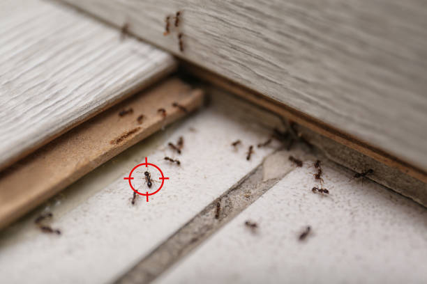 Best Best Pest Control Companies  in New Hampton, IA