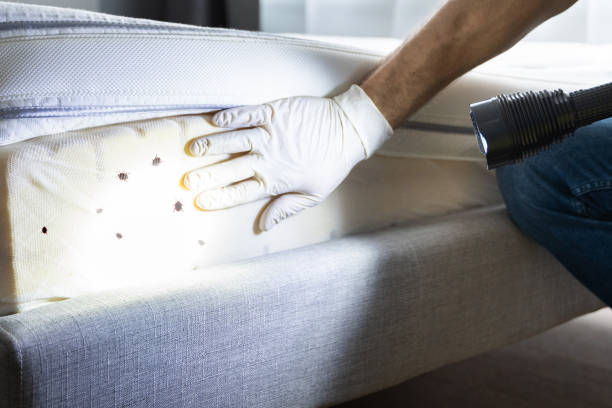 Best Pest Control Treatment  in New Hampton, IA