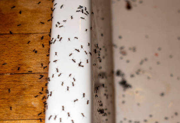 Best Residential Pest Control  in New Hampton, IA