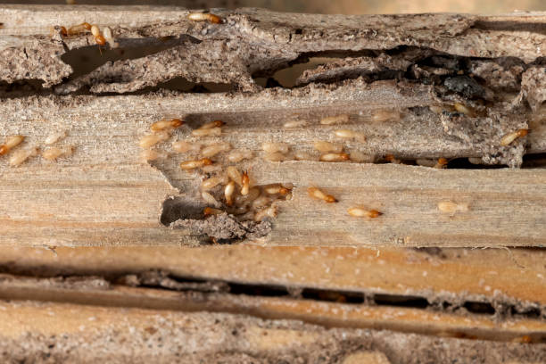Best Pest Removal Services  in New Hampton, IA