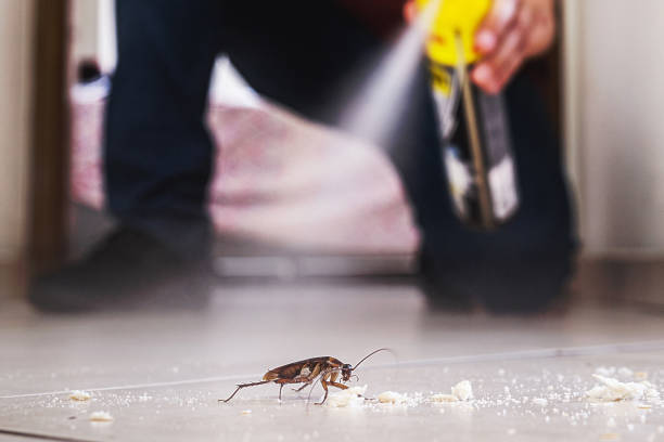 Best Spider Control Near Me  in New Hampton, IA