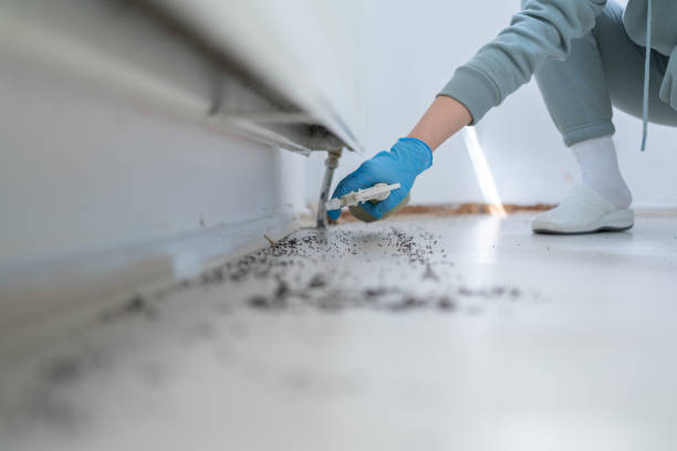 Professional Pest Control in New Hampton, IA